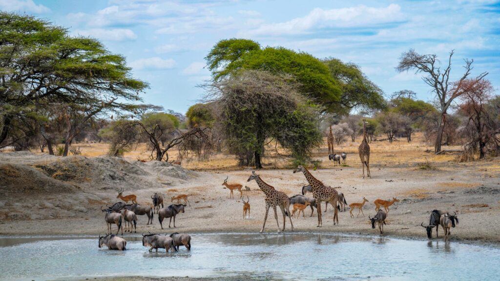 A herd of animals near a waterhole