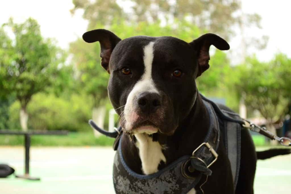 A portrait of a black dog