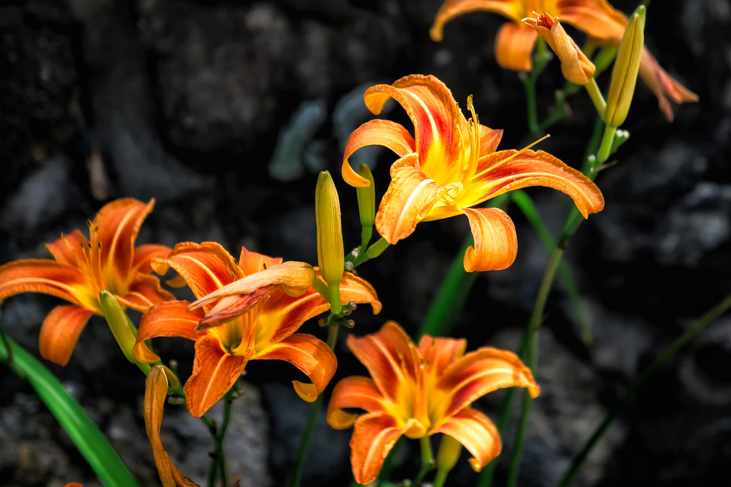 Daylilies