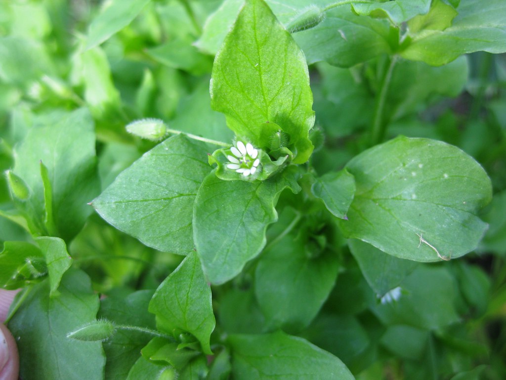 Chickweed (Stellaria media)