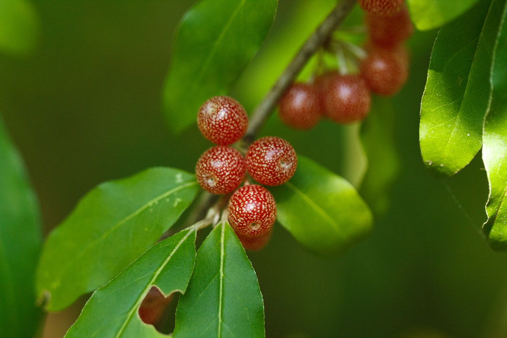 Elaeagnus umbellata (autumn olive)