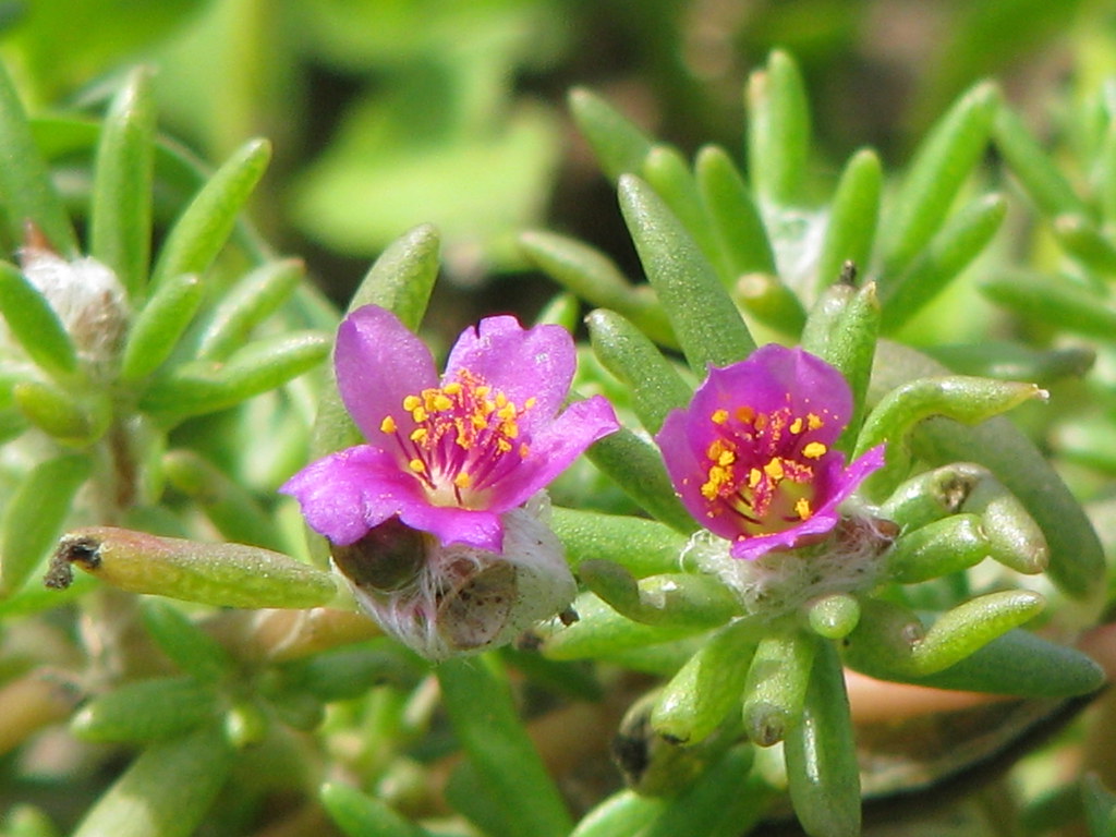 purslane