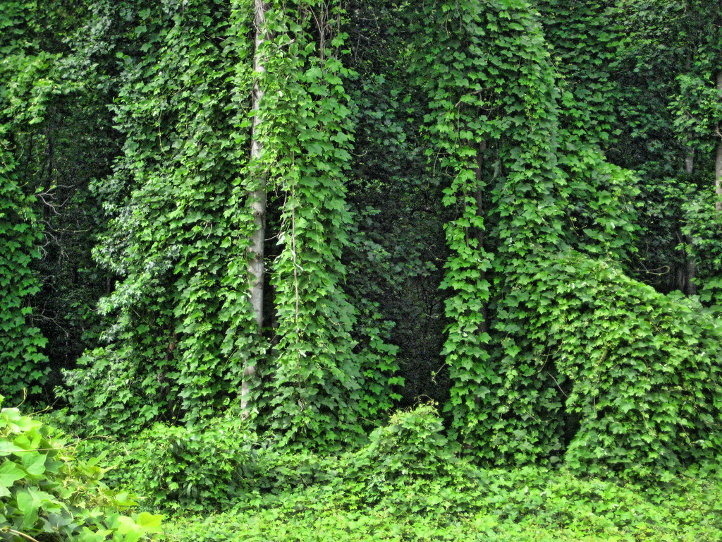 Kudzu, The Vine That Ate the South