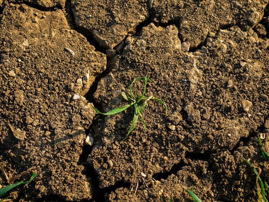 plant sprouts from the ground